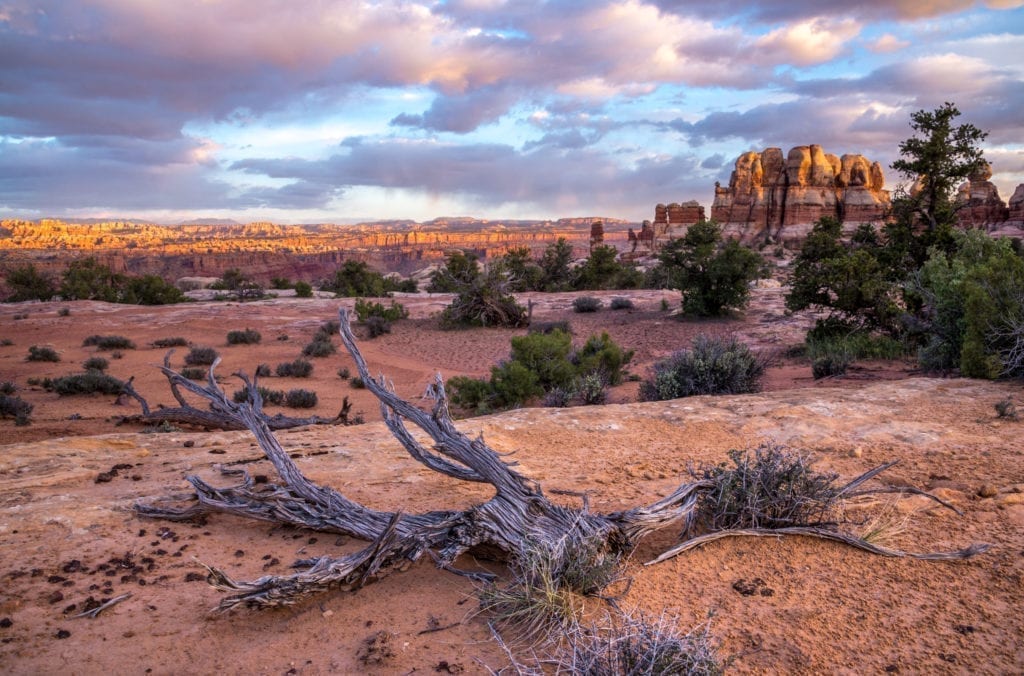 Dead tree and hoodoos in the Dollhouse, the Maze district of Canyonlands National Park