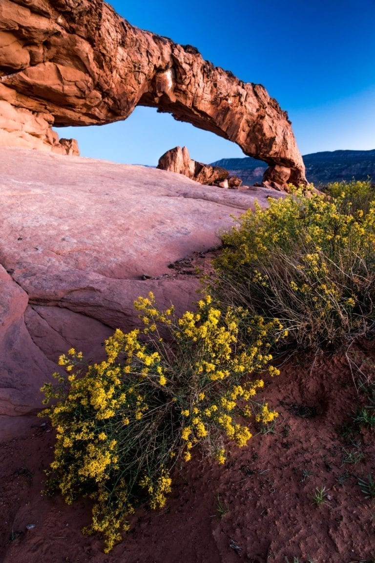 Flower blooms with Sunset Arch, near Escalante, Utah