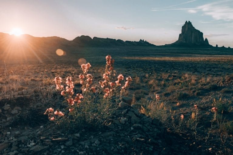 Flower bloom and Ship Rock, New Mexico