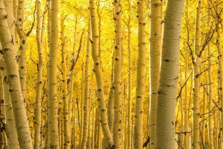 Fine art photograph of yellow aspen trees.