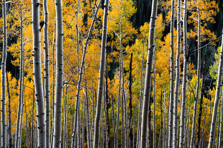 Colorado Aspen trees in fall, outside Aspen, CO.