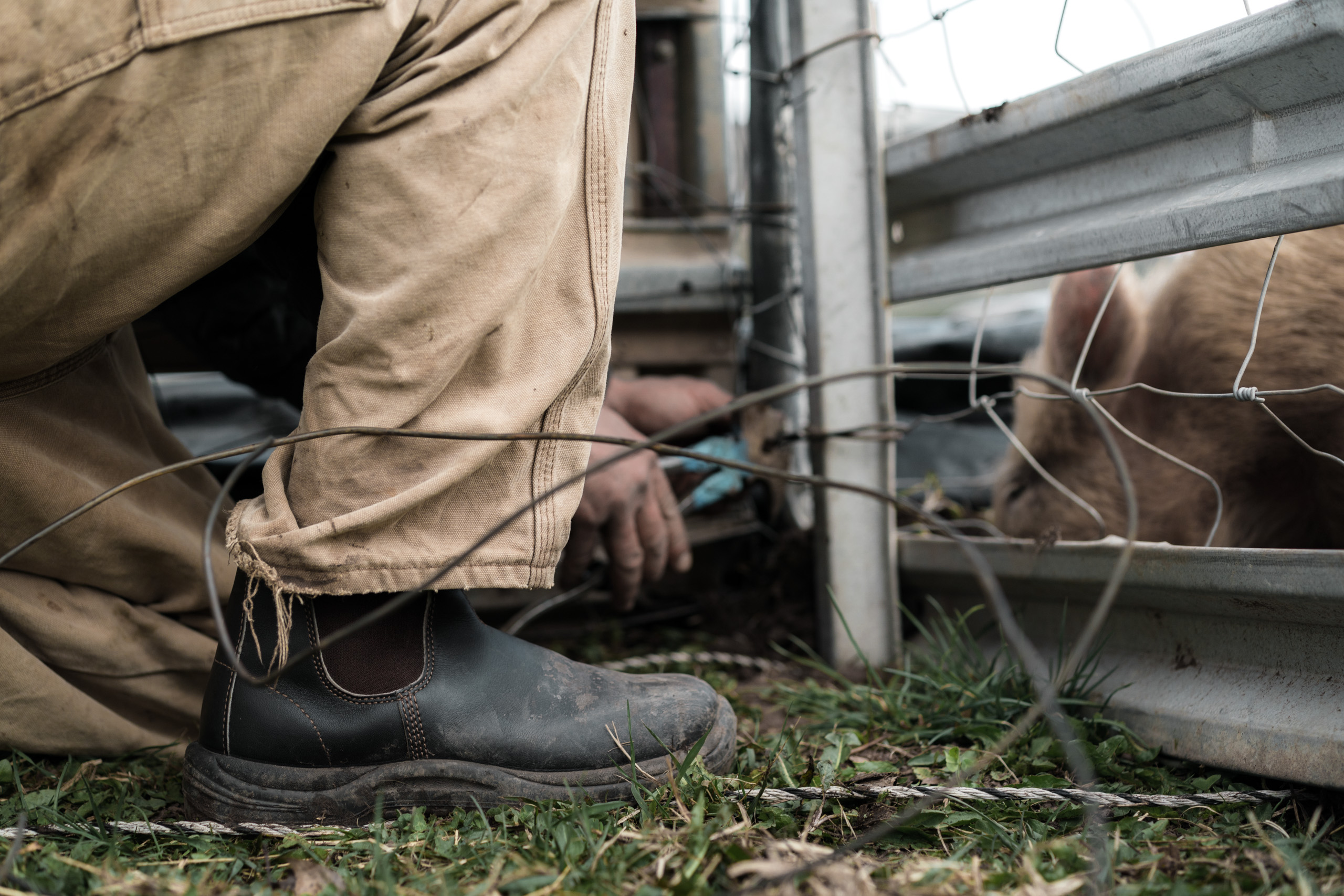 Farm photography featuring Blundstone Boots