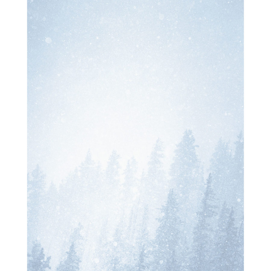 Snowy Trees