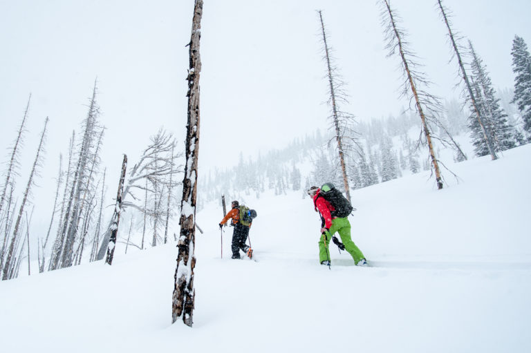 Skiers skin through a burnt forest in Montana.