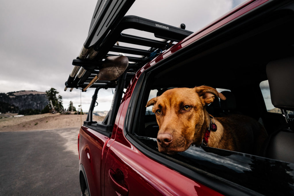 A dog pokes his head out of a Ford Ranger